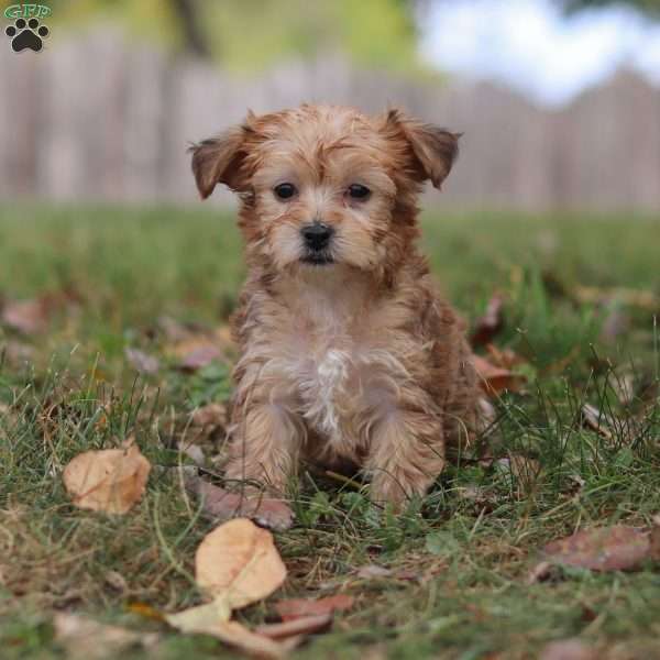 Stacy, Yorkie Poo Puppy